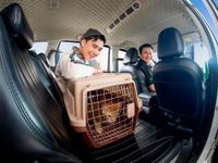 GrabCar Thú Cưng và cuộc dịch chuyển mới của kinh tế đồng hành bước vào kỷ nguyên dịch vụ cao cấp