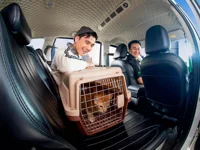 GrabCar Thú Cưng và cuộc dịch chuyển mới của kinh tế đồng hành bước vào kỷ nguyên dịch vụ cao cấp