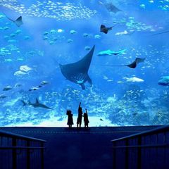 thumbnail-7-singapore-oceanarium20250617154516.jpg?rt=20250617154821