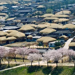 Làng cổ Hahoe bảo tồn hơn 100 ngôi nhà hanok cùng cấu trúc làng dòng tộc truyền thống, nơi hậu duệ Pungsan Ryu vẫn tiếp tục sinh sống giữa di sản Joseon.