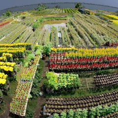 Làng hoa Sa Đéc, Đồng Tháp gây ấn tượng với lối canh tác trên giàn gỗ cao và di chuyển giữa các luống hoa bằng thuyền bè.