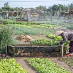 Hoạt động du lịch tại Làng rau Trà Quế, Đà Nẵng được phát triển dựa trên nếp sống vốn có của làng.