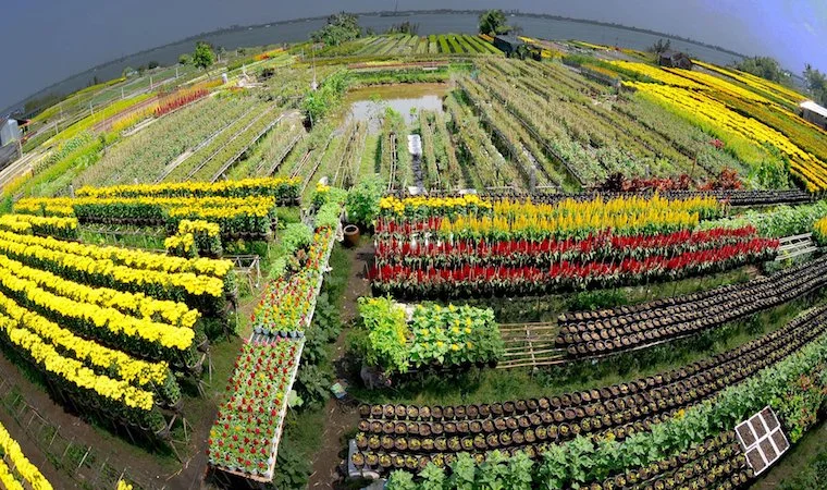 Làng hoa Sa Đéc, Đồng Tháp gây ấn tượng với lối canh tác trên giàn gỗ cao và di chuyển giữa các luống hoa bằng thuyền bè.
