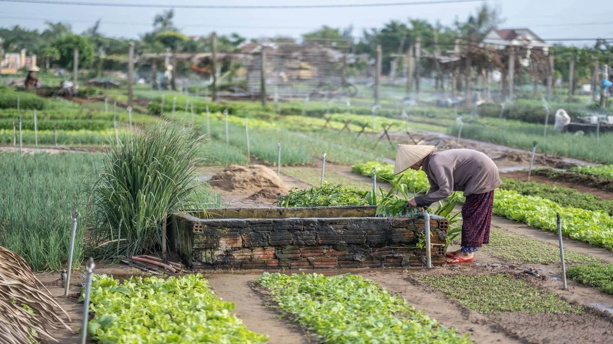 Hoạt động du lịch tại Làng rau Trà Quế, Đà Nẵng được phát triển dựa trên nếp sống vốn có của làng.